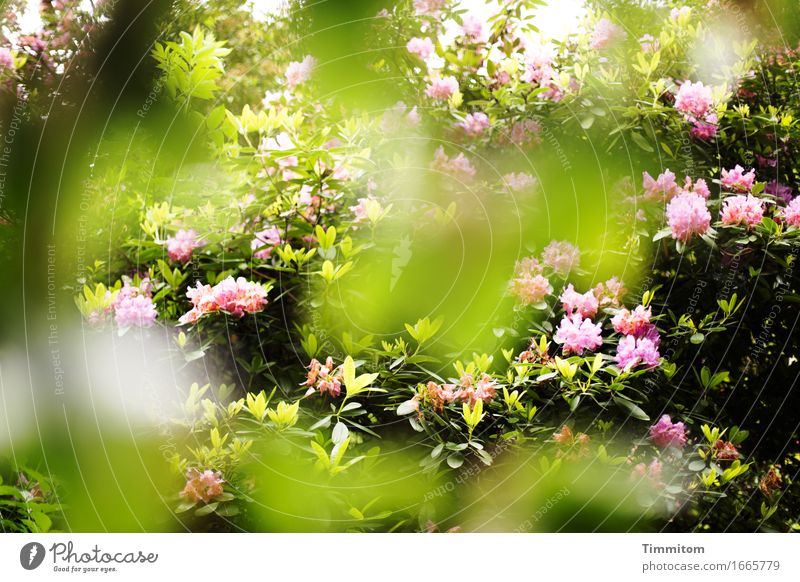 All The World Is Green. Environment Nature Plant Spring Rhododendrom Park Blossoming Esthetic Natural Pink Colour photo Exterior shot Day