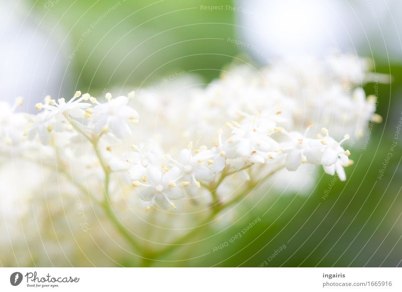 holdrioo Nature Plant Spring Blossom elder Elderflower Garden Blossoming Growth Esthetic Fragrance Natural Yellow Green White Religion and faith Moody