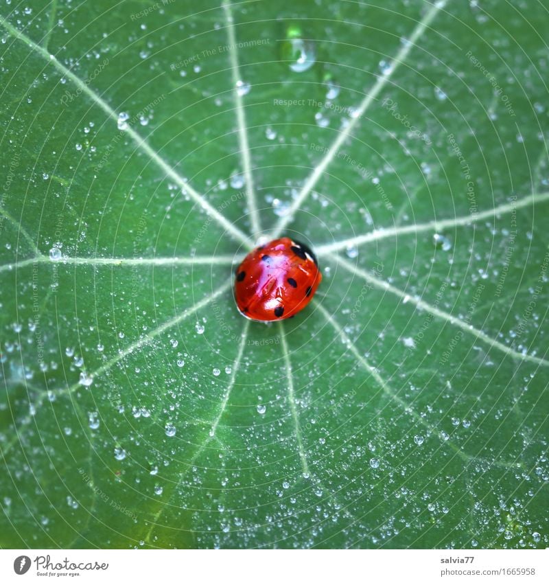 as fresh as a daisy Nature Water Drops of water Summer Leaf Nasturtium leaf Garden Wild animal Beetle Ladybird Seven-spot ladybird 1 Animal Crawl Fresh