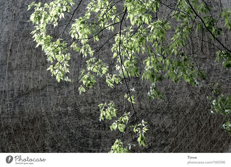 green lung Colour photo Subdued colour Exterior shot Detail Deserted Copy Space bottom Day Nature Sunlight Spring Tree Leaf Wall (barrier) Wall (building) Fresh