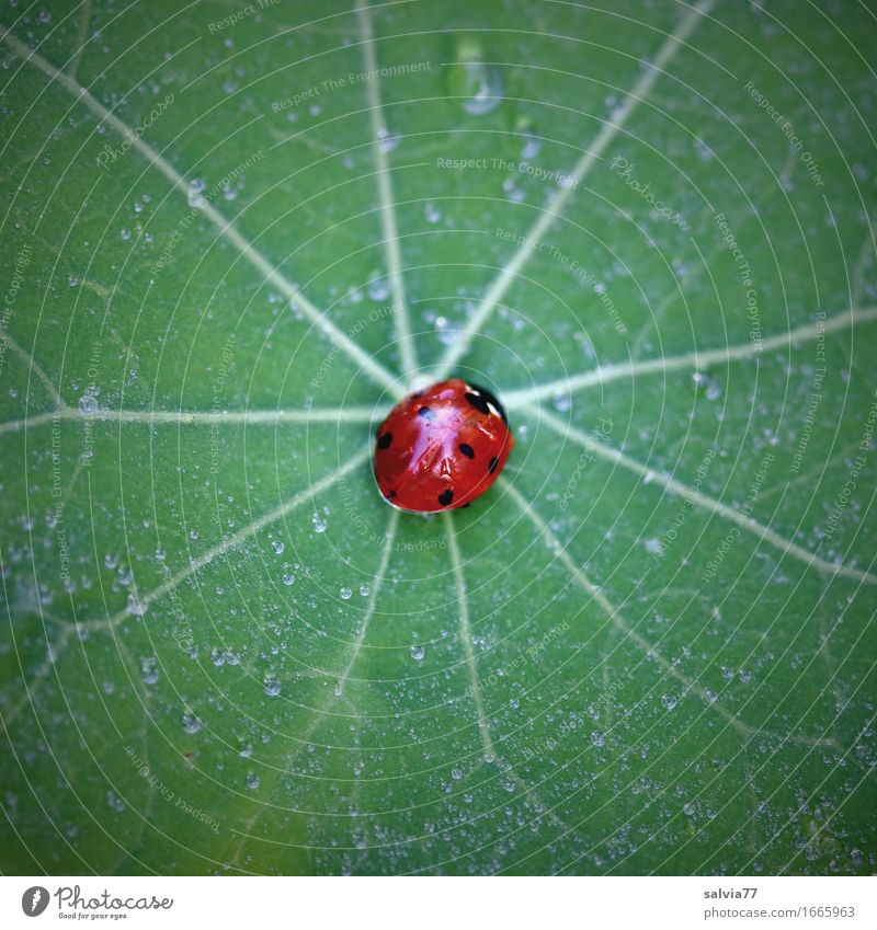 centered Environment Nature Plant Animal Leaf Nasturtium leaf Garden Wild animal Beetle Ladybird Seven-spot ladybird Insect 1 Crawl Esthetic Small Green Orange