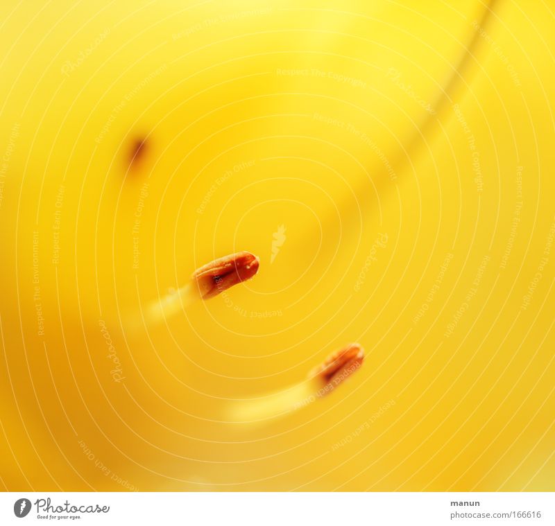 stamens Colour photo Exterior shot Close-up Detail Macro (Extreme close-up) Copy Space left Copy Space right Copy Space top Copy Space middle Neutral Background