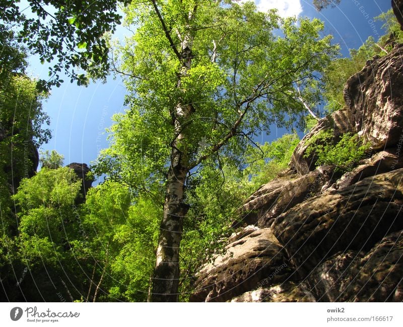 Elbe sandstone Environment Nature Landscape Plant Elements Sand Sky Clouds Spring Tree Birch tree Birch leaves Deciduous tree Forest Rock Mountain Liliesstein