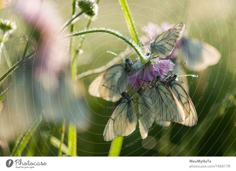 Aporia crataegi Nature Plant Animal Earth Drops of water Sun Sunrise Sunset Summer Climate Beautiful weather Flower Grass Garden Park Field Wild animal