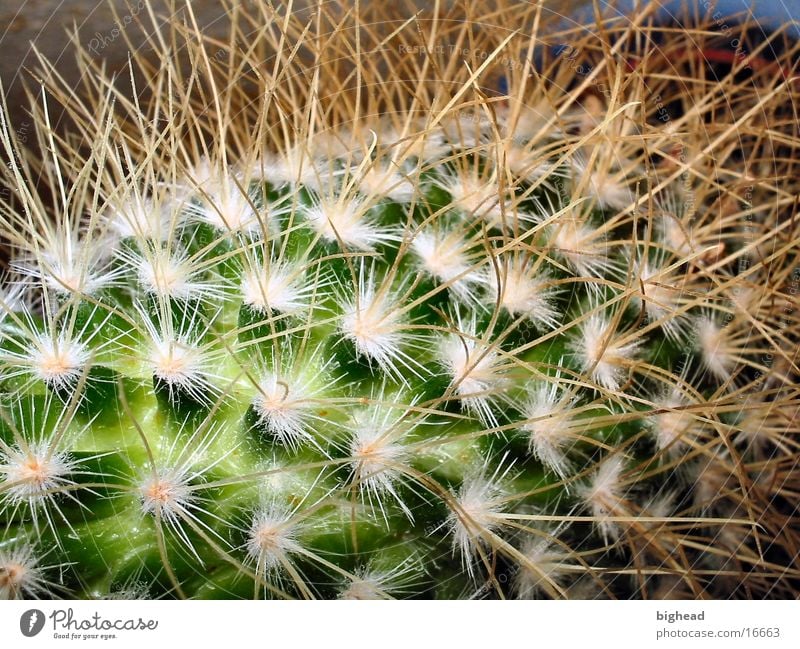 prickly Cactus Green Thorn pointy