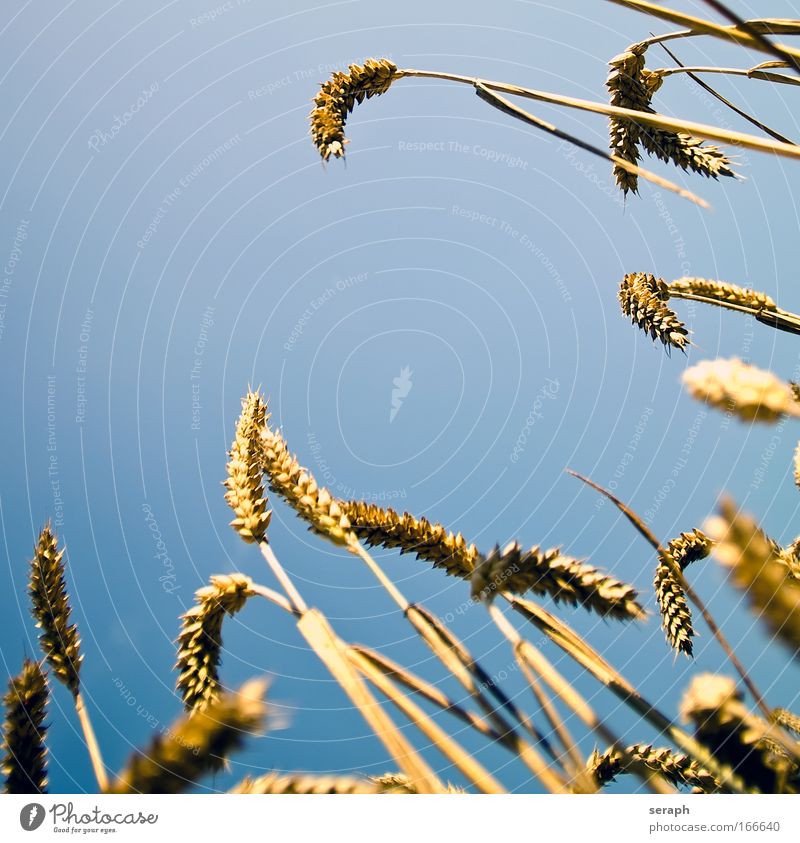 Summer Fields Hayfield Landscape Agriculture wheat cereal granola grain acre Sunlight Environment Rye Grass Feed agrarian agriculture plant vegetarian food