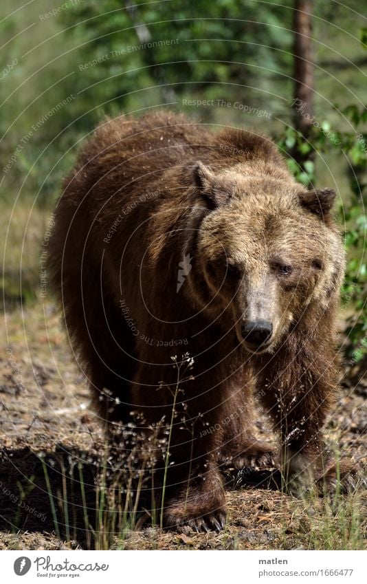 game pass Landscape Plant Grass Forest Animal Wild animal Animal face Pelt Claw 1 Walking Brown Green Bear Colour photo Subdued colour Exterior shot Close-up