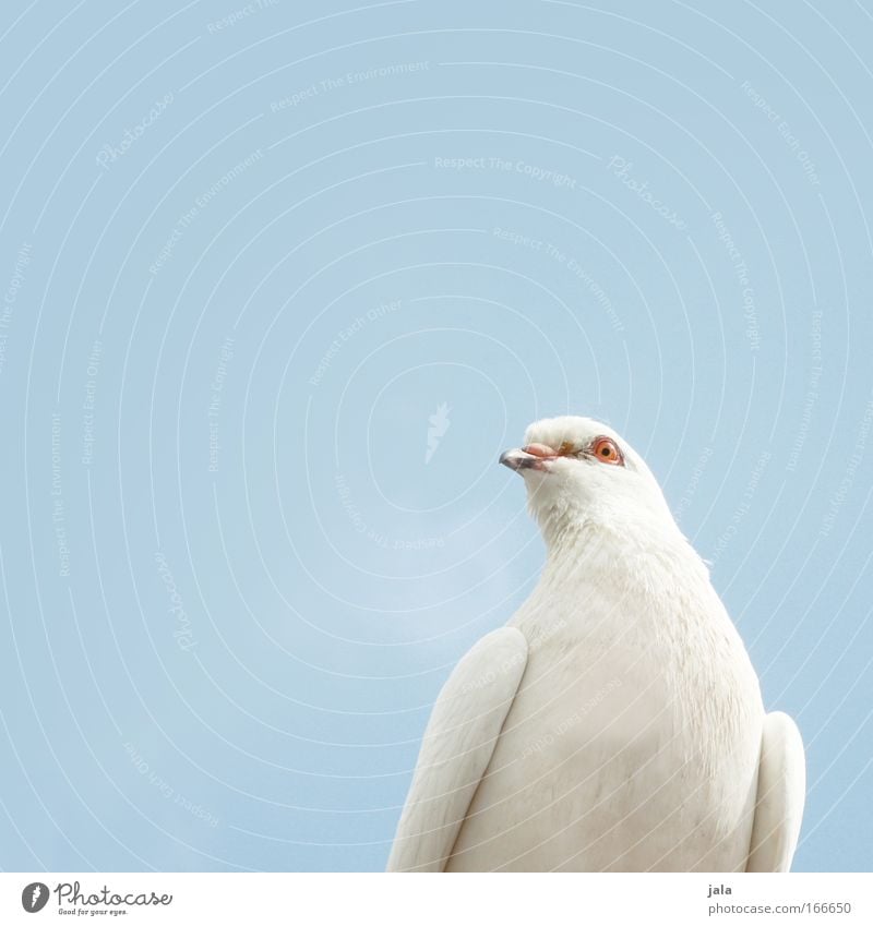 cheerful poultry Colour photo Exterior shot Close-up Deserted Copy Space left Copy Space top Day Animal portrait Looking into the camera Air Sky Bird Pigeon