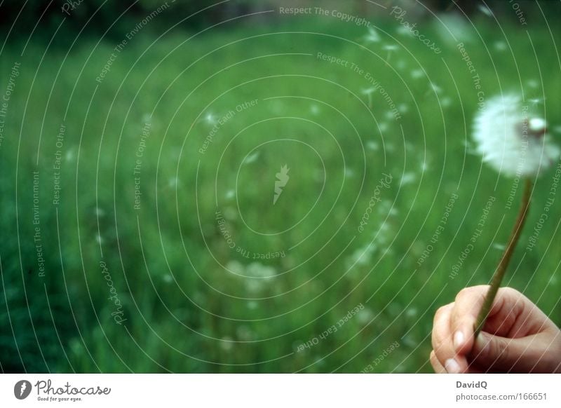 dandelion Colour photo Exterior shot Close-up Copy Space left Day Happy Skin Hand Nature Plant Summer Blossom Wild plant Meadow Blossoming Green Joy Blow