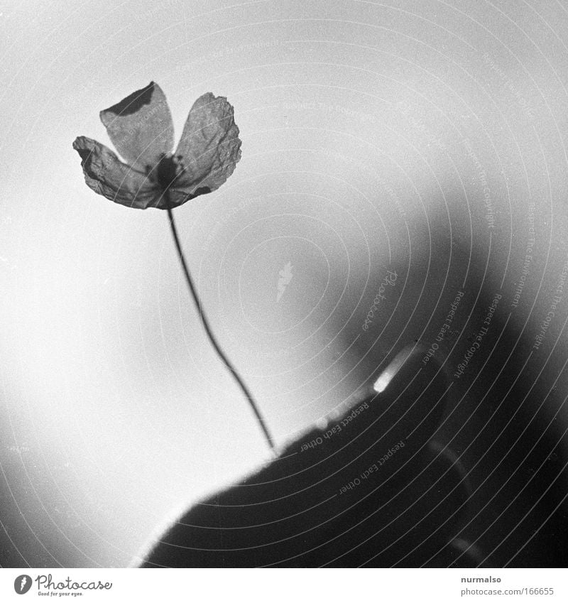 flower radar Black & white photo Morning Light Shadow Contrast Silhouette Nature Animal Sky Sun Drought Plant Flower Wild plant Park Sign Catch Stand Esthetic