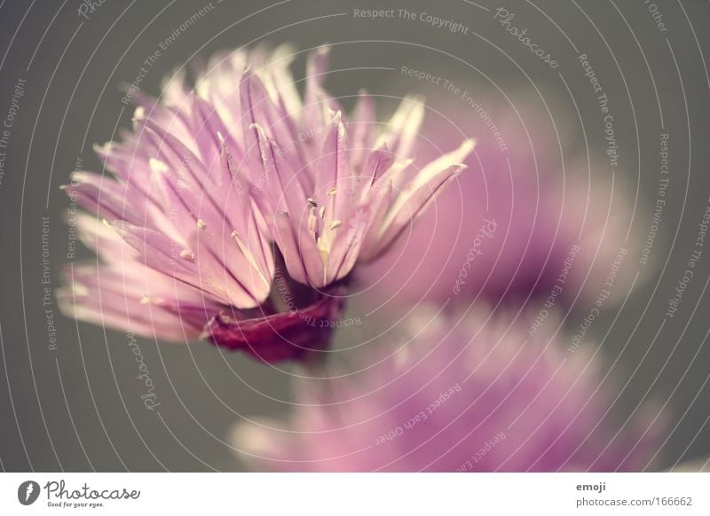 pink chives Colour photo Exterior shot Close-up Detail Macro (Extreme close-up) Neutral Background Day Sunlight Back-light Shallow depth of field