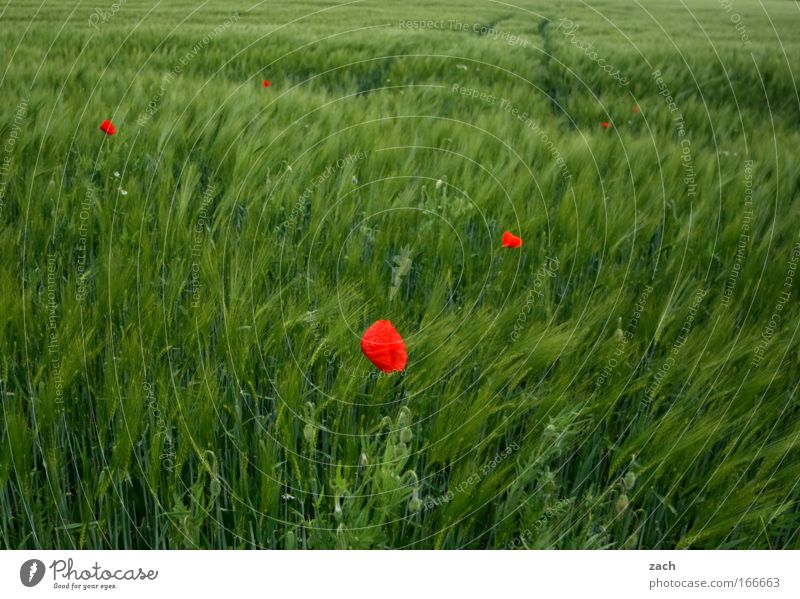 Red in Green Colour photo Exterior shot Deserted Copy Space top Copy Space bottom Day Sunlight Blur Motion blur Central perspective Grain Organic produce