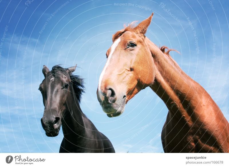 Away and away Colour photo Exterior shot Animal portrait Looking Horse Animal face 2 Pair of animals Rutting season Observe Movement Esthetic Elegant Rebellious