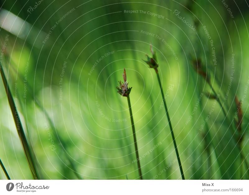 At the lake II Exterior shot Deserted Shallow depth of field Environment Plant Grass Leaf Blossom Foliage plant Wild plant Pond Lake Green Blade of grass