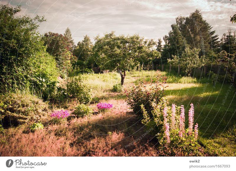 Lots of flowers Environment Nature Landscape Sky Clouds Horizon Climate Beautiful weather Warmth Plant Tree Flower Grass Bushes Leaf Blossom Foliage plant