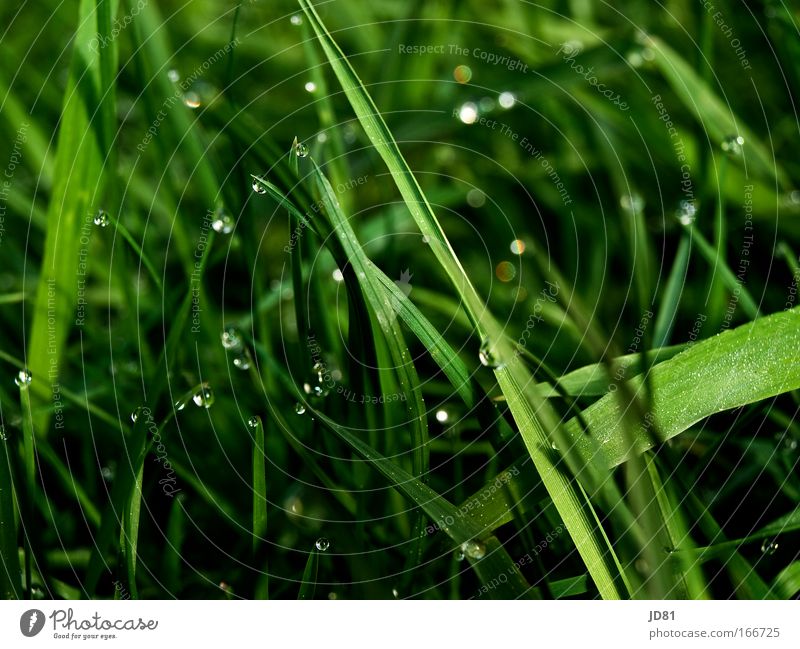 Diamonds of nature Colour photo Exterior shot Close-up Macro (Extreme close-up) Structures and shapes Morning Shadow Contrast Blur Worm's-eye view Spring Plant