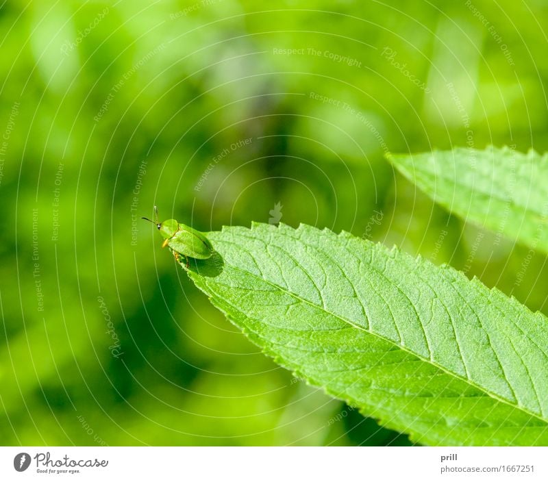 green tortoise beetle Summer Nature Plant Animal Spring Leaf Beetle Green green turtle beetle cassida viridis leaf beetle Insect sunny Natural Botany leafy