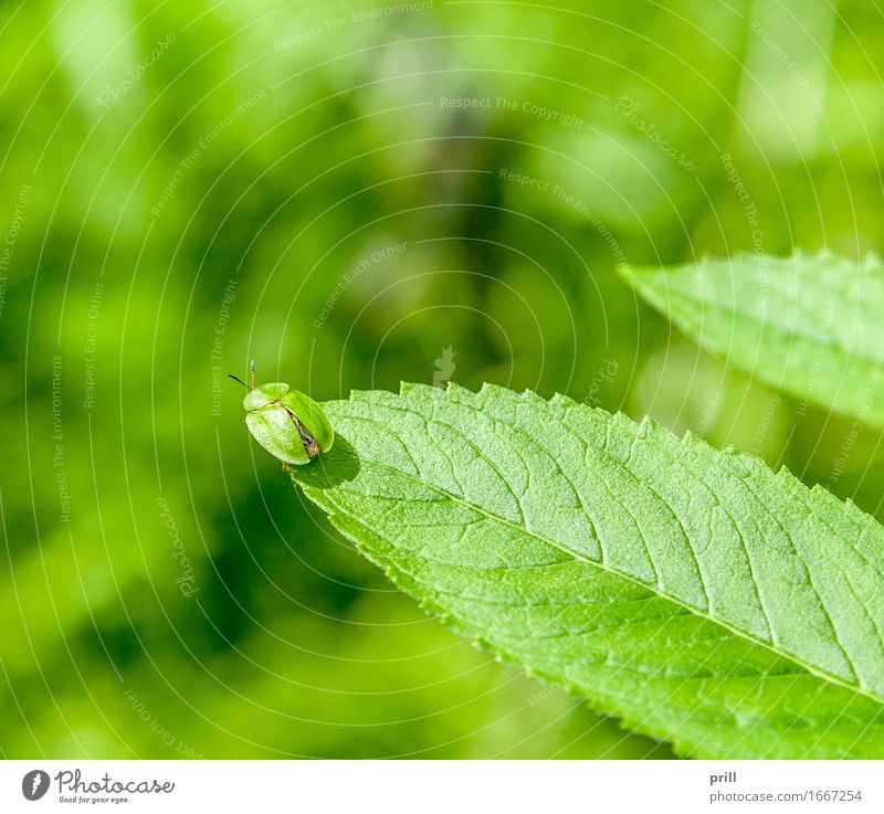 green tortoise beetle Summer Nature Plant Animal Spring Leaf Beetle Green green turtle beetle cassida viridis leaf beetle Insect sunny Natural Botany leafy