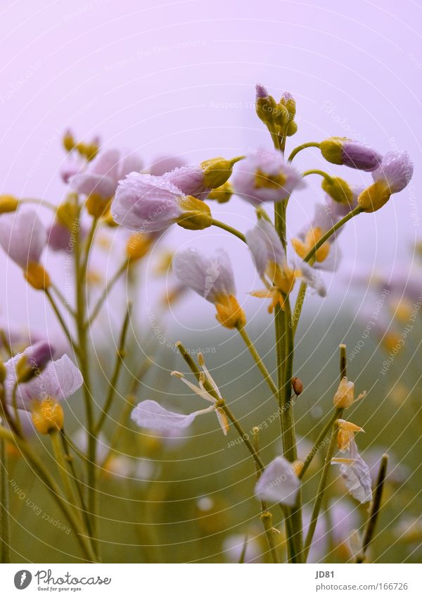 spring awakening Colour photo Multicoloured Exterior shot Detail Macro (Extreme close-up) Deserted Morning Dawn Blur Worm's-eye view Nature Plant Spring Weather