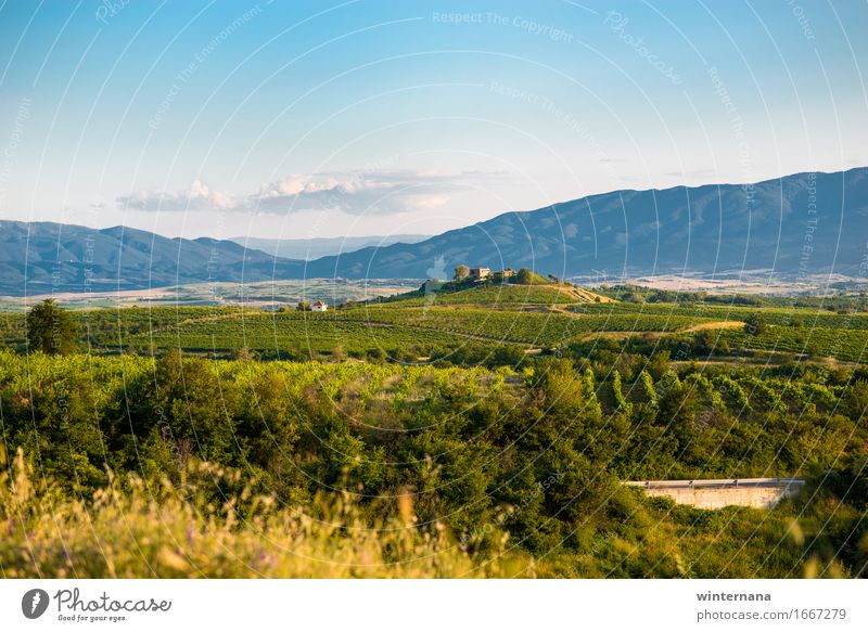 Field of future wine Environment Nature Landscape Sky Clouds Horizon Spring Summer Beautiful weather Garden Hill Village Optimism Warm-heartedness Peace Hope