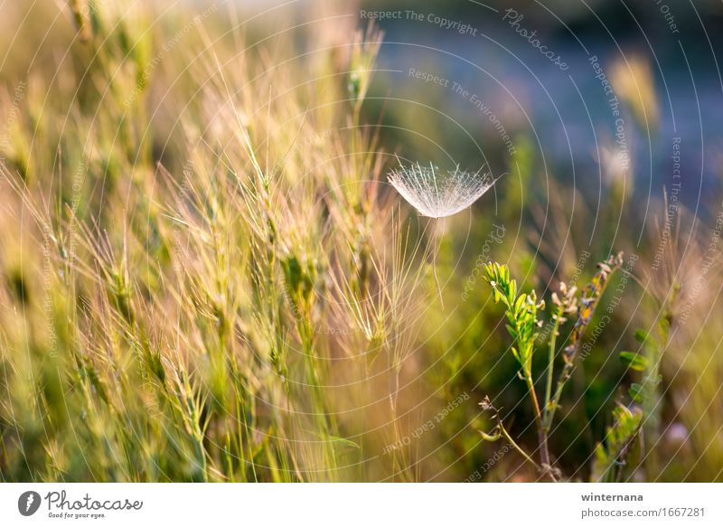 Alone in a field of many Environment Nature Landscape Sun Spring Summer Warm-heartedness Sympathy Friendship Together Love Beautiful Goodness Colour Freedom