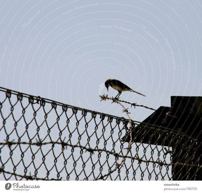 outlaw Colour photo Exterior shot Copy Space top Neutral Background Twilight Contrast Silhouette Back-light Central perspective Animal portrait Sky Deserted Hut