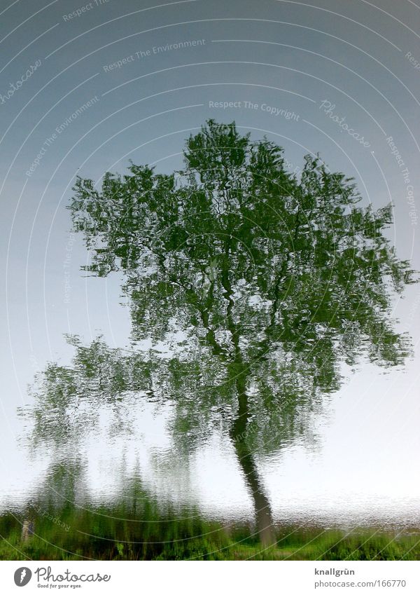 Still Water Colour photo Subdued colour Exterior shot Deserted Copy Space top Neutral Background Day Reflection Nature Plant Summer Tree Natural Blue Brown