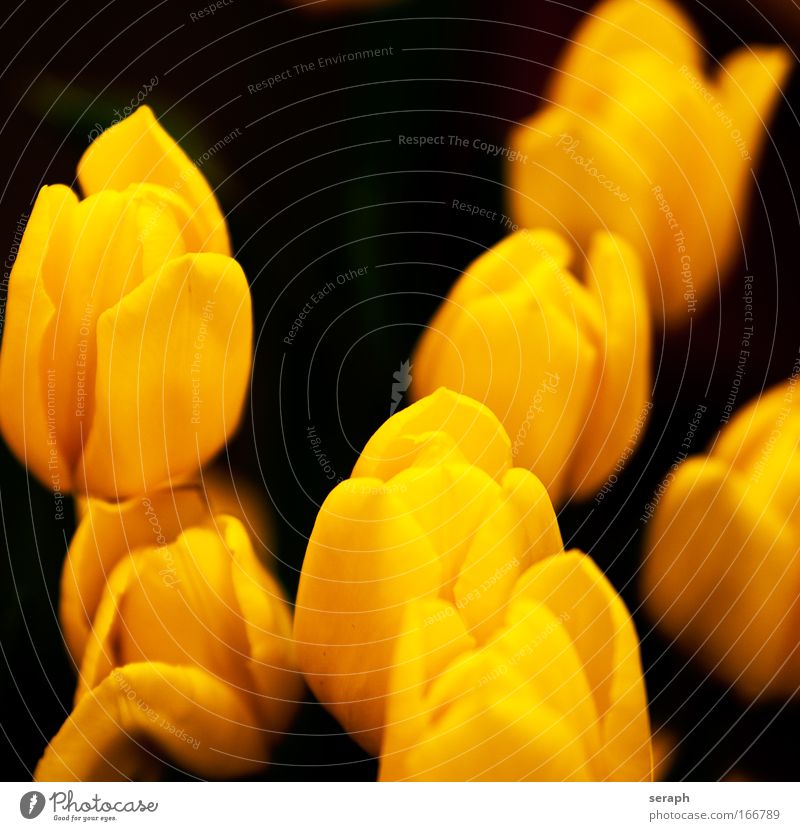 Tulips tulips stamen stamp Blossoming florescence Flower Natural growth plant flora Floral Botany Verdant leaf orange-yellow petals soft garden Fresh freshness