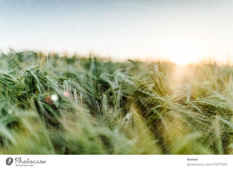 Warming light Environment Nature Cloudless sky Sun Sunrise Sunset Sunlight Summer Beautiful weather Warmth Plant Agricultural crop Barley Barleyfield Grain