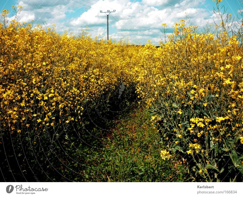 energy. Organic produce Calm Freedom Summer Energy industry Renewable energy Nature Landscape Plant Sky Clouds Sunlight Agricultural crop Field Power