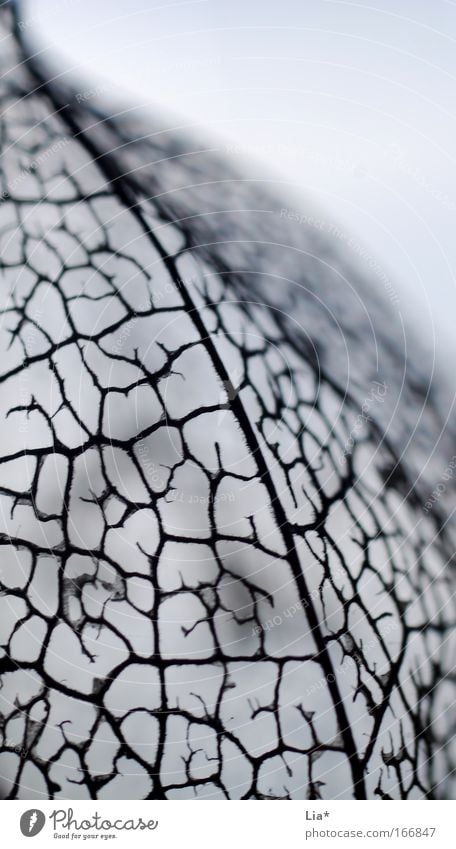 skeleton Copy Space top Silhouette Shallow depth of field Plant Black White Network Structures and shapes Interlaced Abstract Death Fragile veins neat Pure