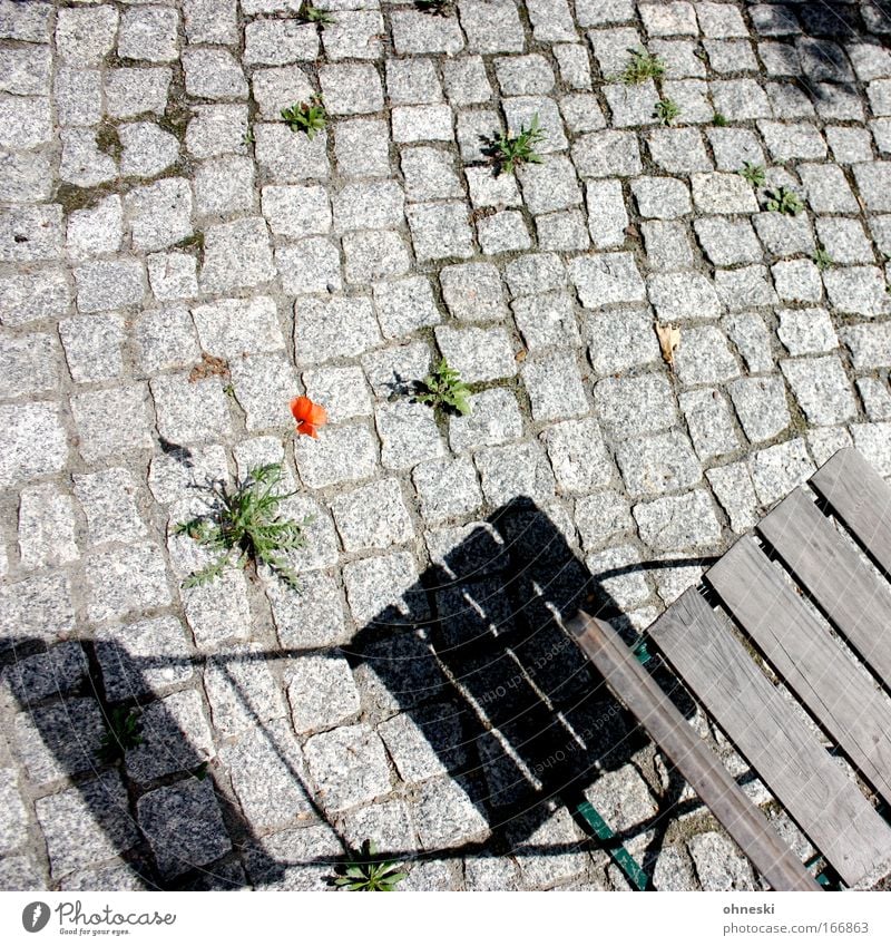 hope Colour photo Exterior shot Copy Space top Copy Space middle Evening Shadow Contrast Sunlight Bird's-eye view Plant Flower Poppy Dandelion Stone Crouch