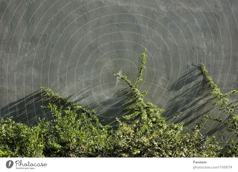 shady plants Colour photo Exterior shot Structures and shapes Deserted Copy Space bottom Day Shadow Sunlight Front view Nature Plant Earth Spring