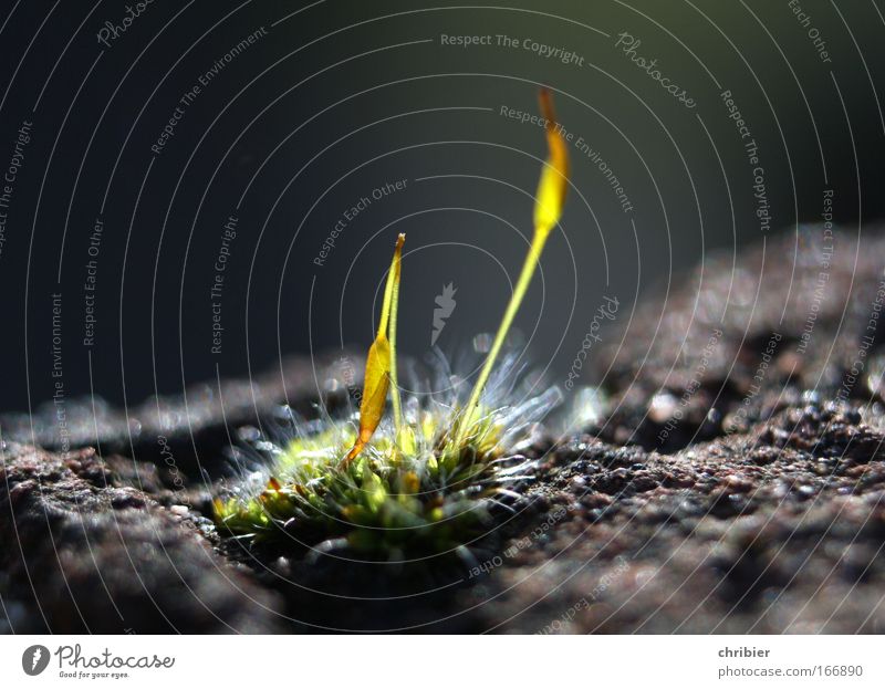 Birthday - Dorit !!! Close-up Macro (Extreme close-up) Light (Natural Phenomenon) Sunbeam Shallow depth of field Plant Spring Moss Deserted Wall (barrier)