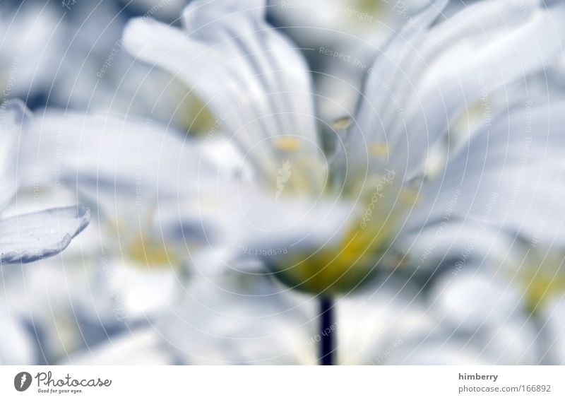 silent silver Colour photo Multicoloured Close-up Detail Macro (Extreme close-up) Copy Space right Copy Space top Copy Space bottom Day Contrast Blur