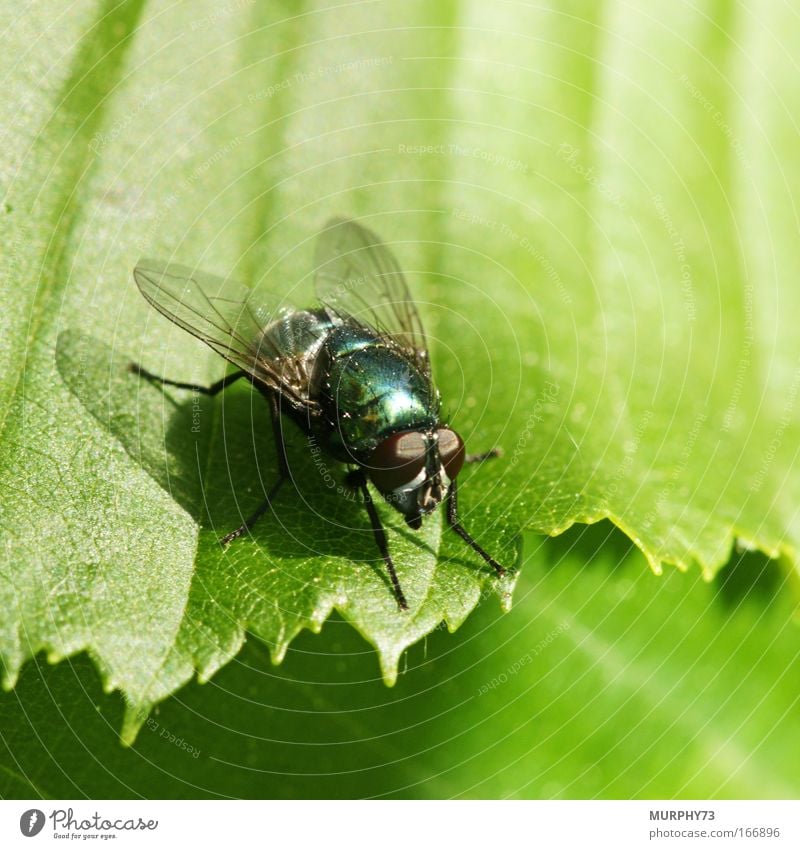 Gold fly served on green... Colour photo Exterior shot Macro (Extreme close-up) Deserted Copy Space left Copy Space right Copy Space top Copy Space bottom Day