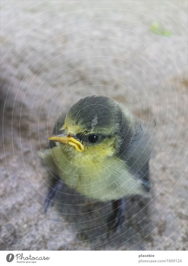 Grumpybird. Nature Animal Garden Bird Animal face Wing 1 Baby animal Stone Observe Flying Stand Dream Wait Free Cuddly Small Funny Curiosity Cute Rebellious