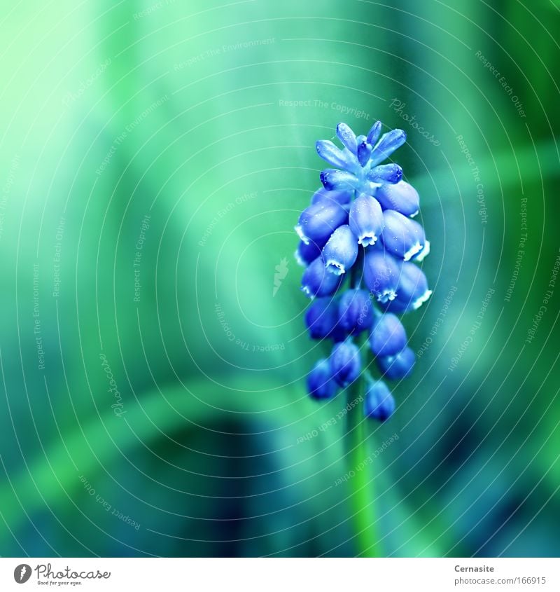 Magical Days Colour photo Exterior shot Close-up Deserted Shadow Contrast Sunlight Shallow depth of field Nature Plant Summer Beautiful weather Warmth Flower