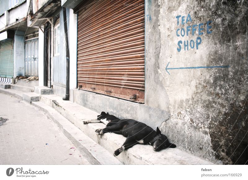 TEA COFFEE SHOP Colour photo Exterior shot Deserted Day Sunlight Shallow depth of field Central perspective Animal portrait Village Town Old town