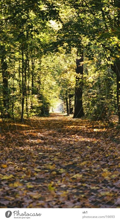 autumn trail Autumn Leaf Forest Light Clearing Karlsruhe Lanes & trails Castle yard