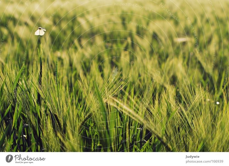 small butterfly Colour photo Exterior shot Deserted Evening Twilight Sunlight Nature Landscape Sunrise Sunset Spring Summer Beautiful weather Plant