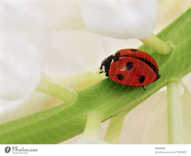 All the best and good luck! Colour photo Multicoloured Exterior shot Close-up Detail Macro (Extreme close-up) Copy Space left Copy Space top Neutral Background