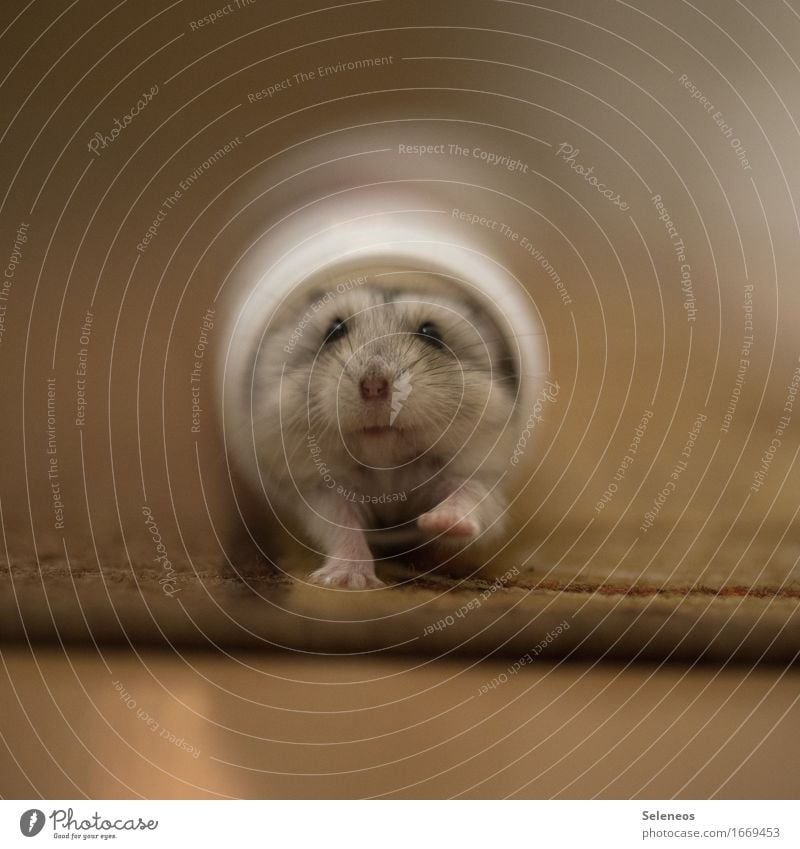 nibbler Environment Nature Animal Pet Wild animal Animal face Hamster 1 Running Small Near Colour photo Interior shot Artificial light Shallow depth of field