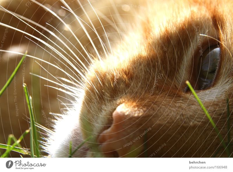 my felix Colour photo Exterior shot Close-up Detail Shadow Sunlight Sunbeam Back-light Animal portrait Nature Drops of water Beautiful weather Grass Pelt Pet