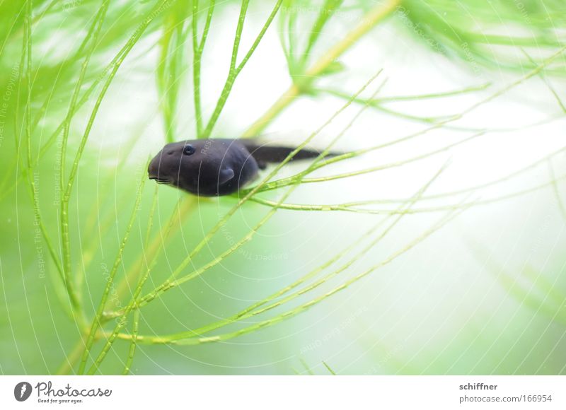 Rolf's Colour photo Macro (Extreme close-up) Animal Water Frog Fish Aquarium 1 Dive Wet Nerdy Cute Speed Green Voracious Loneliness Children`s mouth Observe