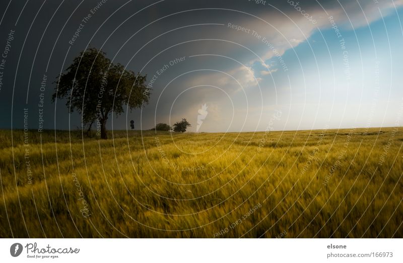 SUBTROPICS IN GERMANY Colour photo Subdued colour Exterior shot Deserted Twilight Central perspective Nature Landscape Storm clouds Summer Climate change Wind