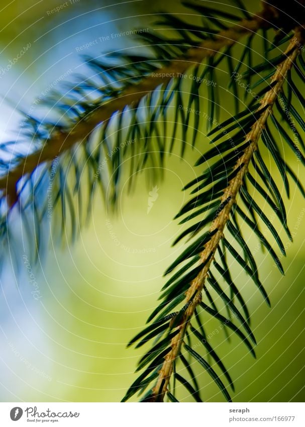 Fir Branches firs firs Branched Pine needles Conifer Tree Detail advent festival Floral flora chlorophyll plants Verdant filigree Decoration Green Arrangement