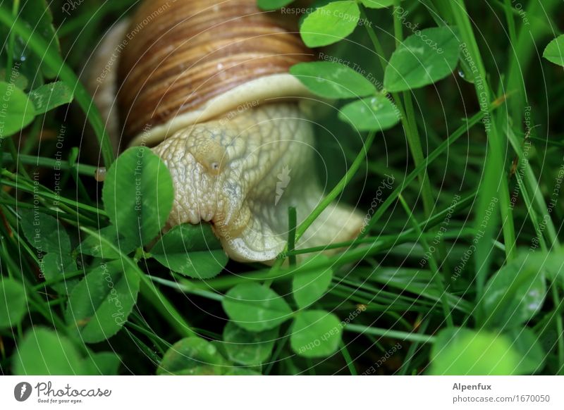 chomp Environment Nature Meadow Animal Snail 1 To feed Near Natural Slimy Green Vineyard snail Large garden snail shell Snail shell Snail slime Park Cloverleaf