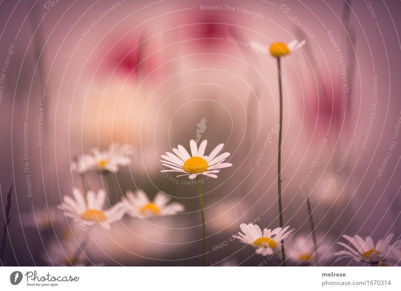 i see pink Elegant Style Plant Summer Beautiful weather Flower Blossom Wild plant Marguerite Daisy Family poppy seed swab Flower stem Flower meadow Garden