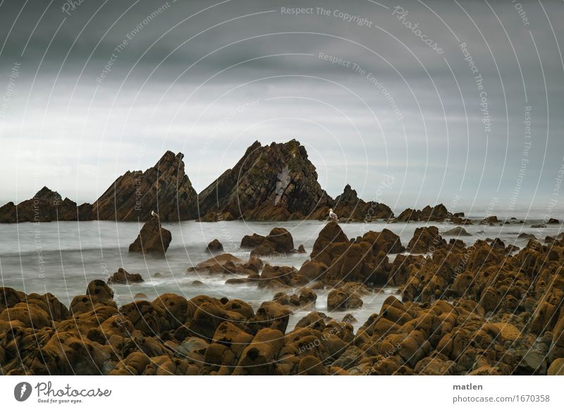 monotony Landscape Sky Clouds Horizon Summer Climate Weather Bad weather Rock Coast Beach Reef Ocean Sit Dark Brown Gray seagulls Colour photo Subdued colour